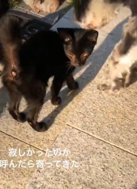 人懐こく着いてきた