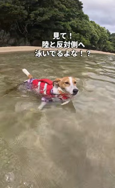 海を泳ぐジャックラッセルテリア
