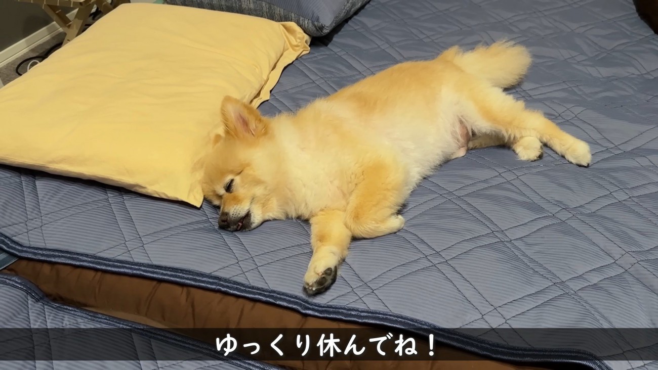 ポメくんも寝たと思いきや…