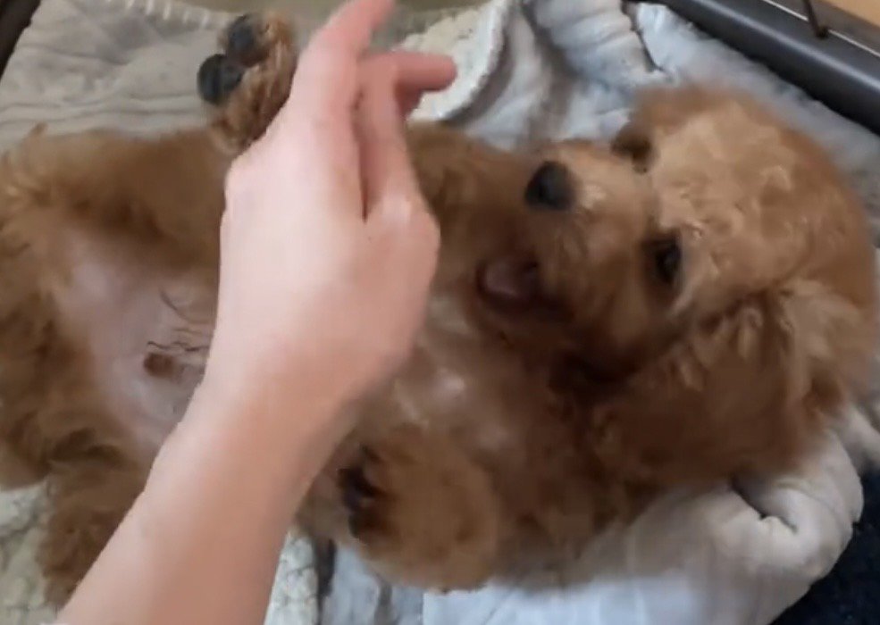 手にじゃれる犬