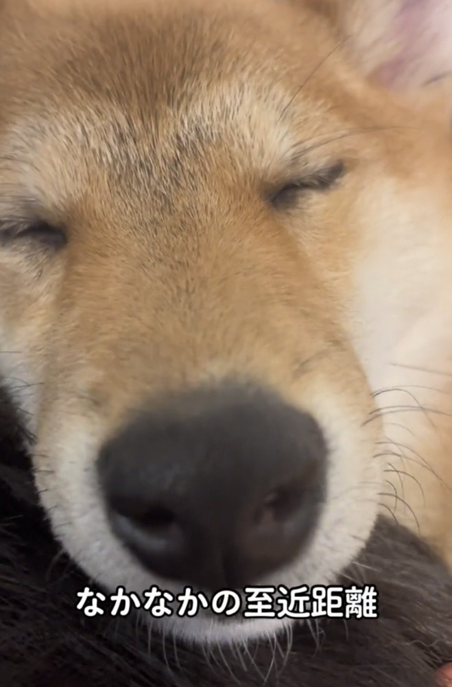 顔を寄せる犬