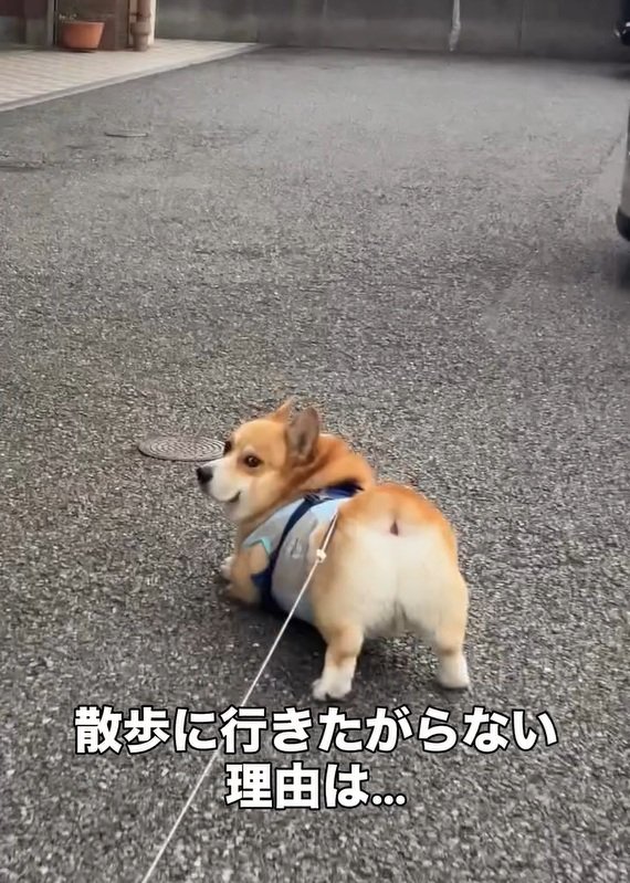 お尻がかわいいジノくん