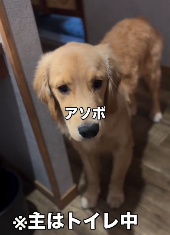 遊んでほしいロキくん