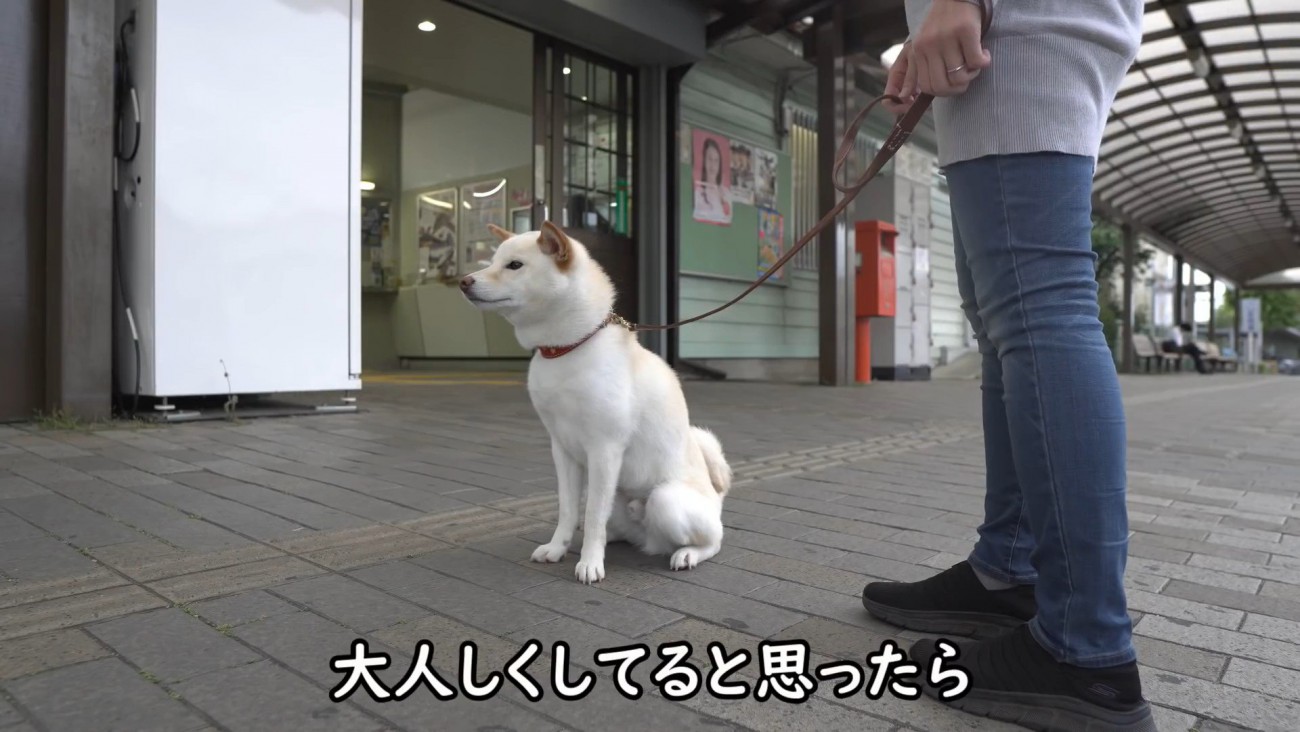 再びお座りして待機