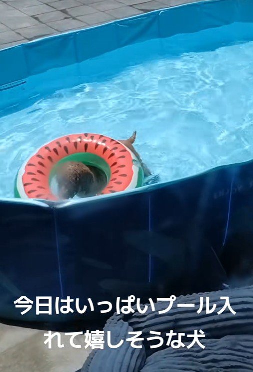 楽しそうに水中ウォーキング♪