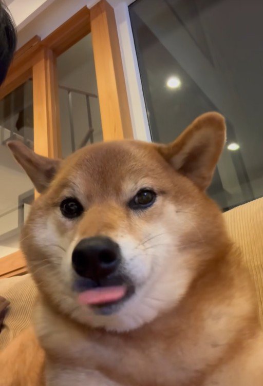 こたろう君の耳に触れた時の反応4