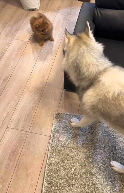 小型犬と遊ぶ大型犬