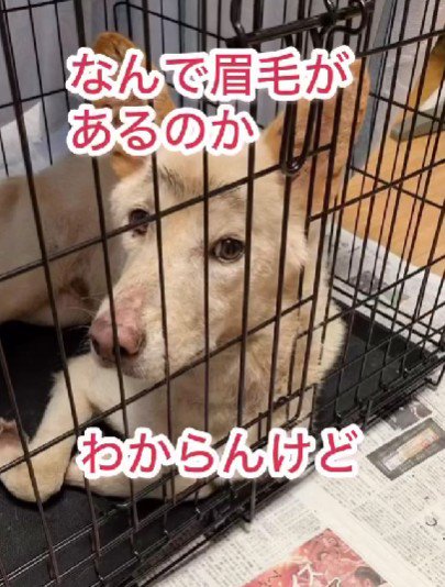 名前は良純くんに決定！