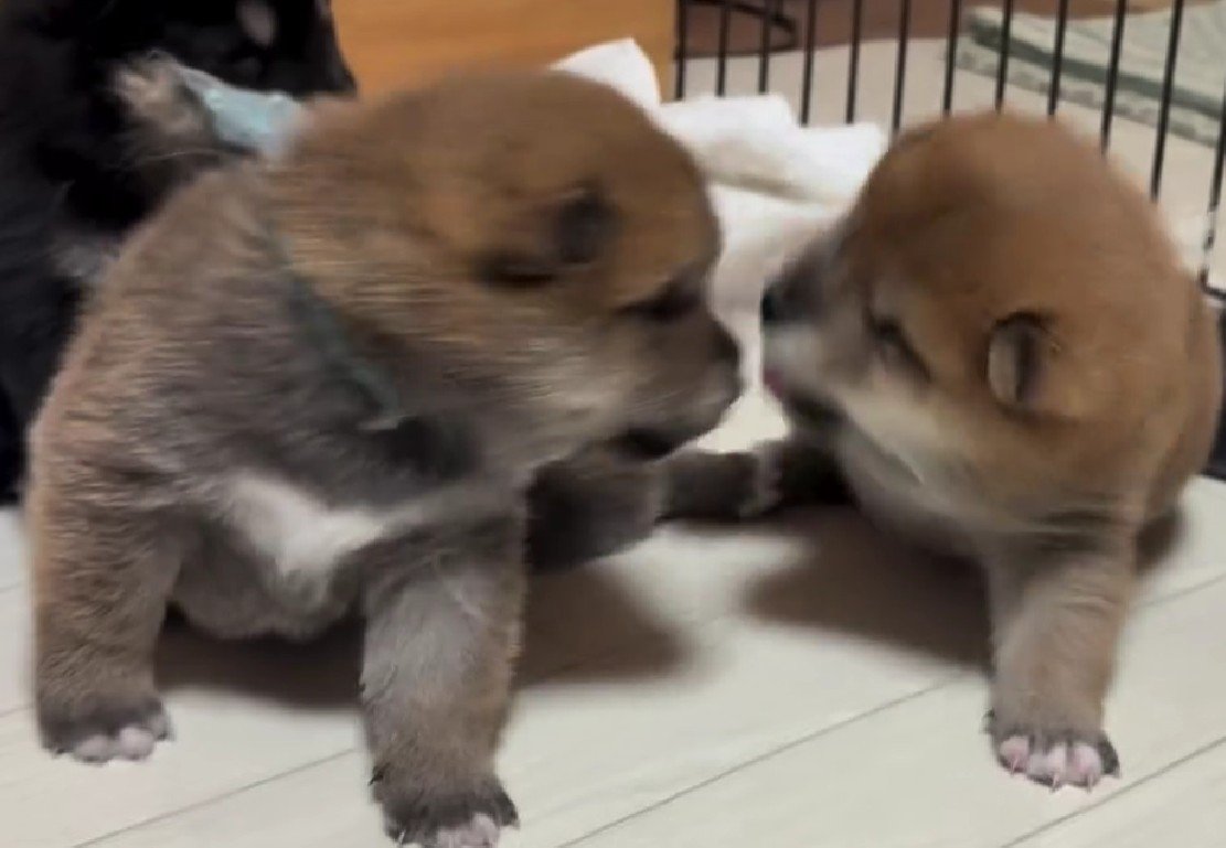 まだまだあどけないワンプロ