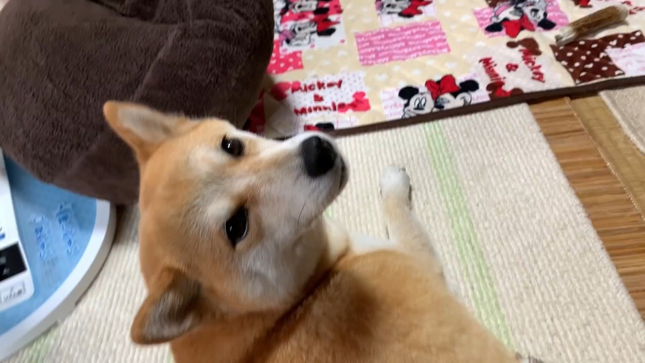 構ってほしそうにじーっ