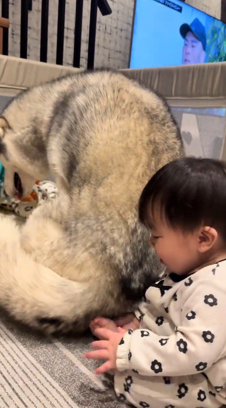 赤ちゃんのそばに腰を下ろす犬