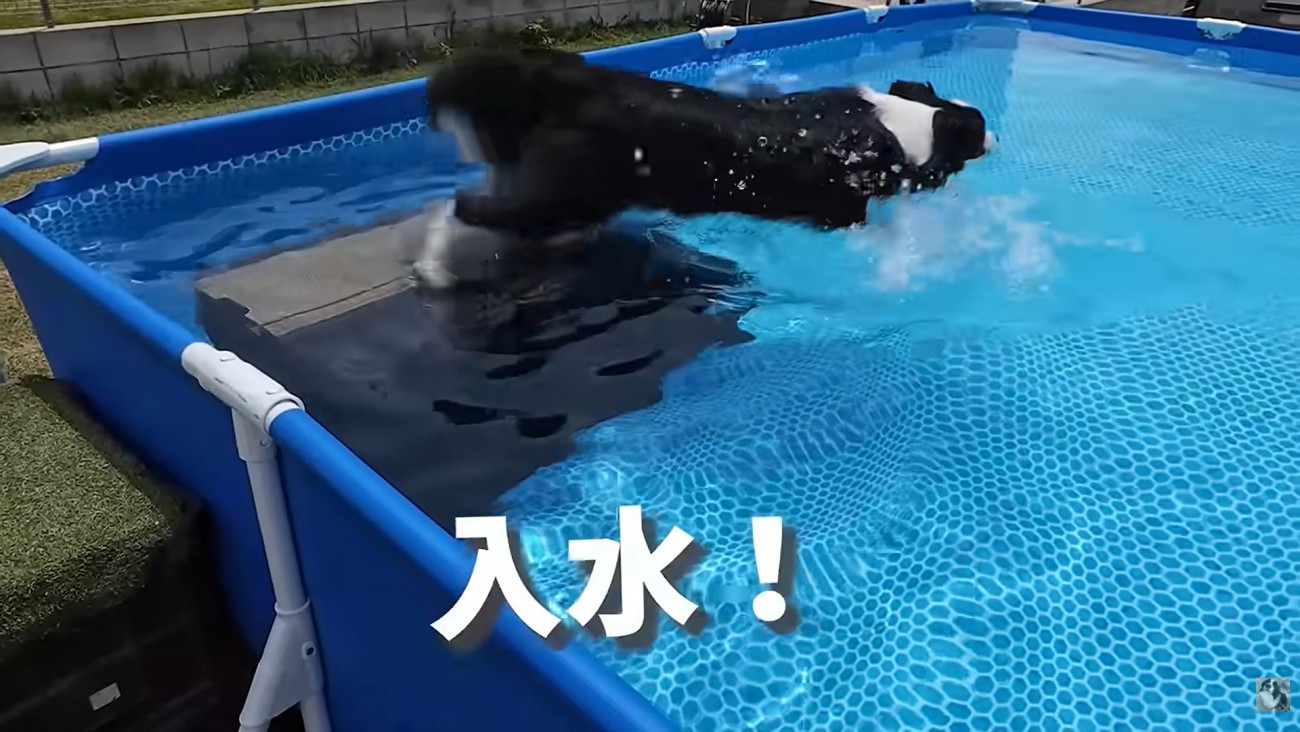 プールに飛び込むコナくん