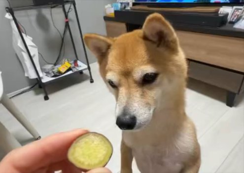 豆柴