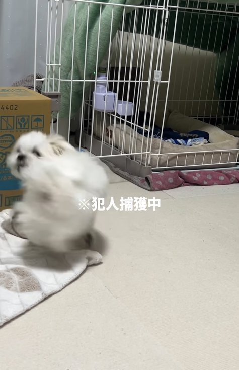 おしりを追いかける小型犬