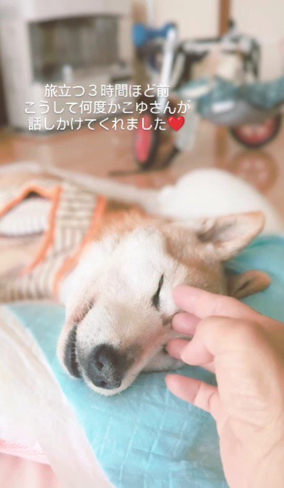 頭を撫でると…