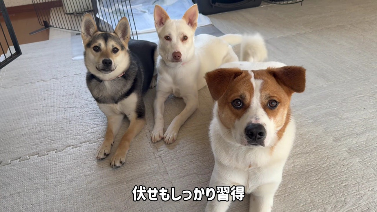 コマンドも覚えたよ