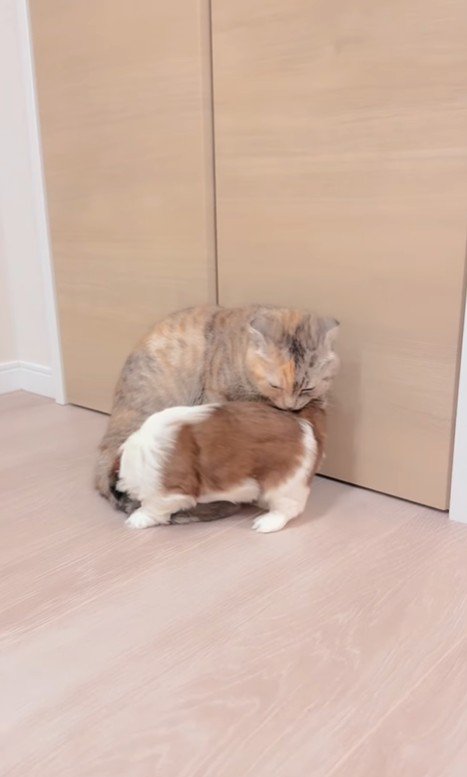 赤ちゃん犬と猫のふれあい3