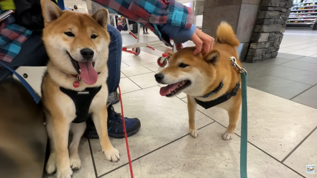 ナラちゃん＆ソラくんとママの再会8