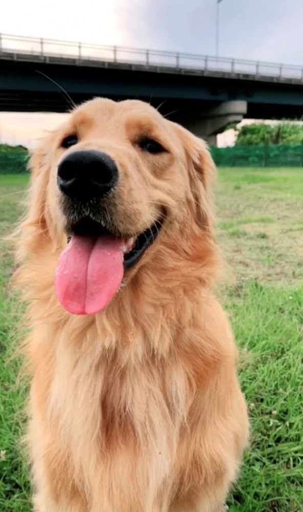 芝生の上で舌を出して笑っている犬