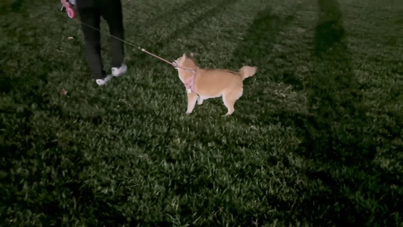 3日ぶりのパパとのお散歩