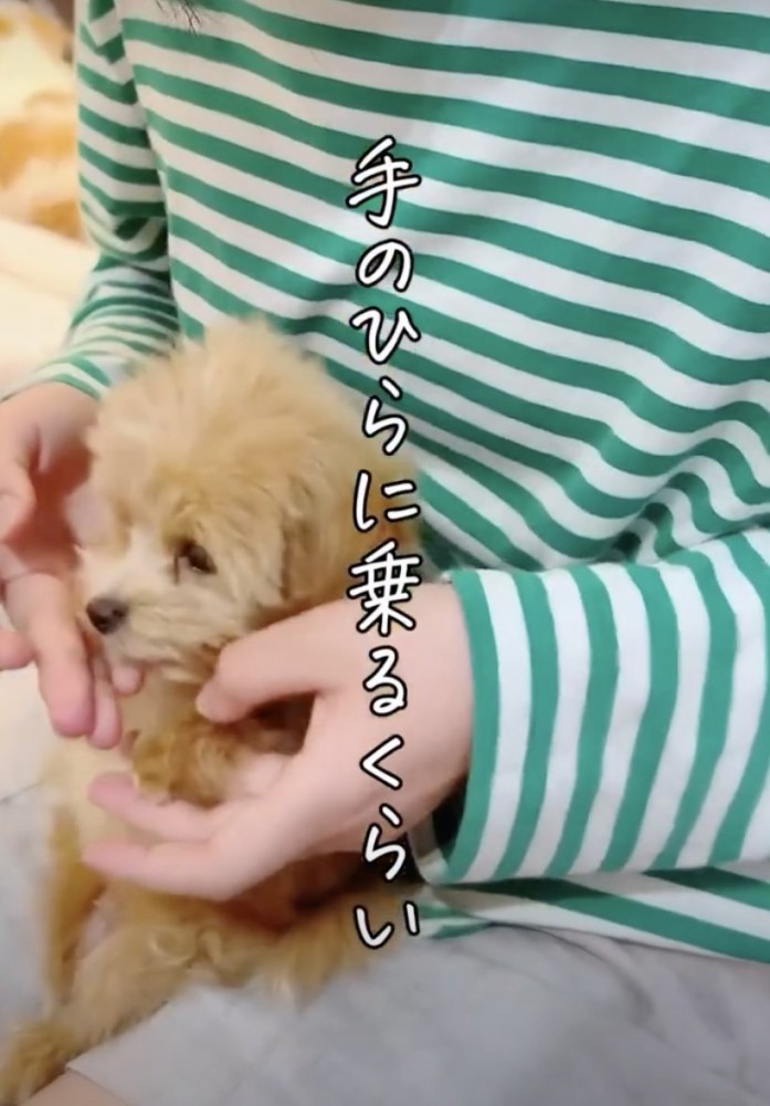 1キロ未満の小さな子犬でした