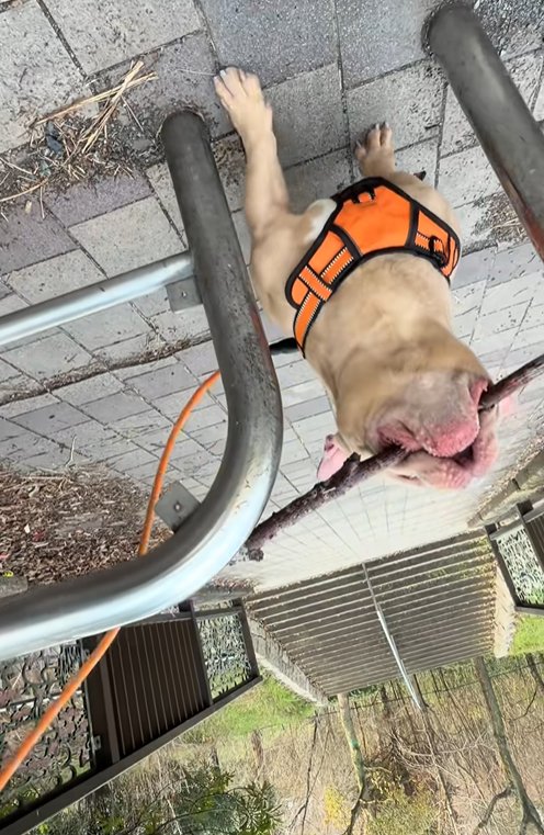 枝をくわえたまま通ろうとする小型犬