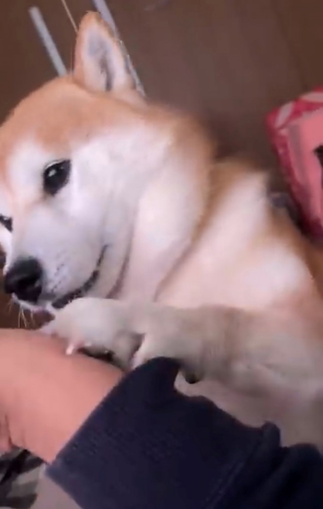 前足で人に触れている犬