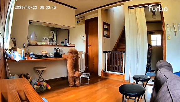 立ち上がるいっきゅう君