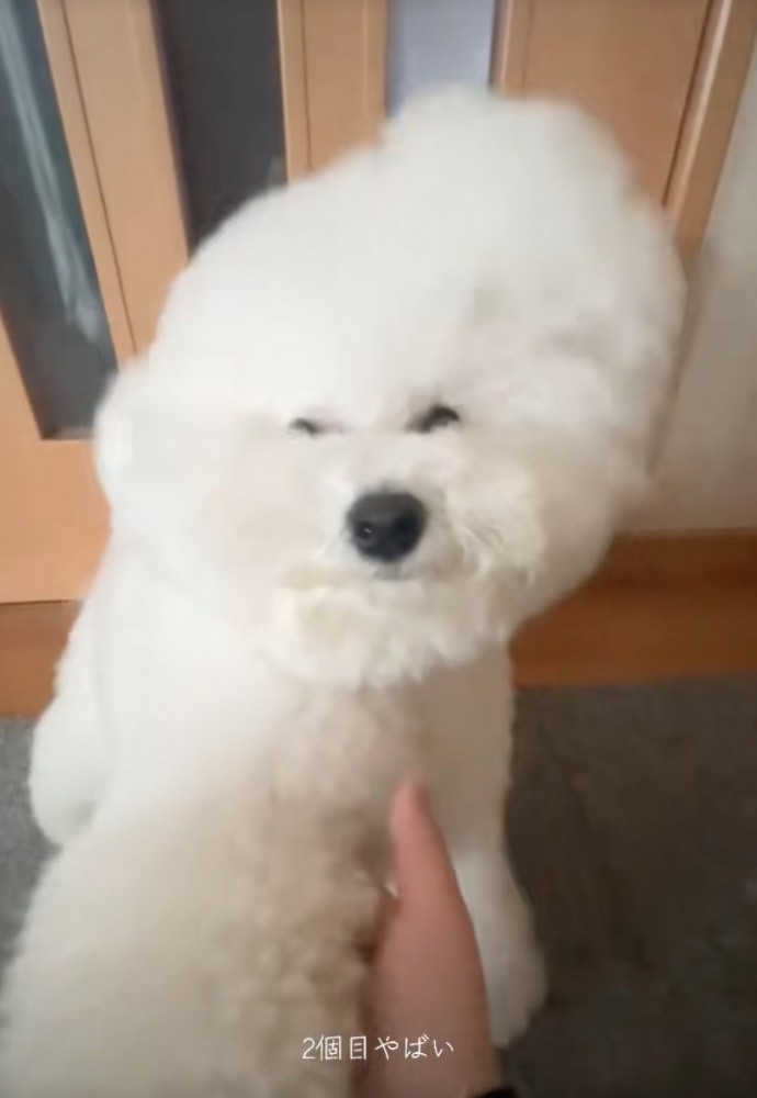 キメ顔でカメラ目線の犬