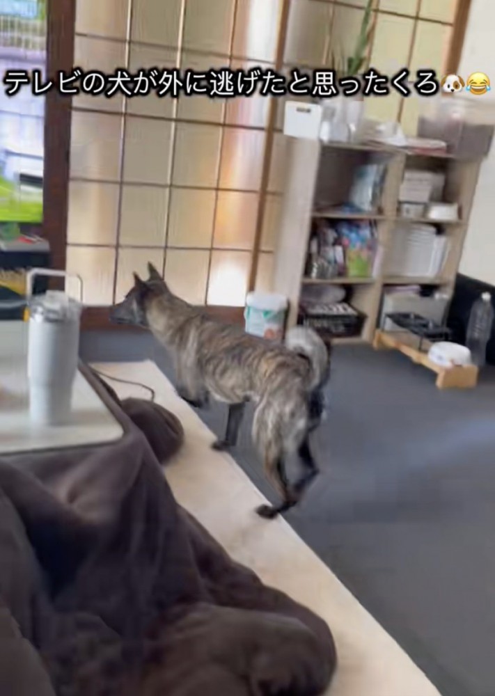 気になる犬が画面に…