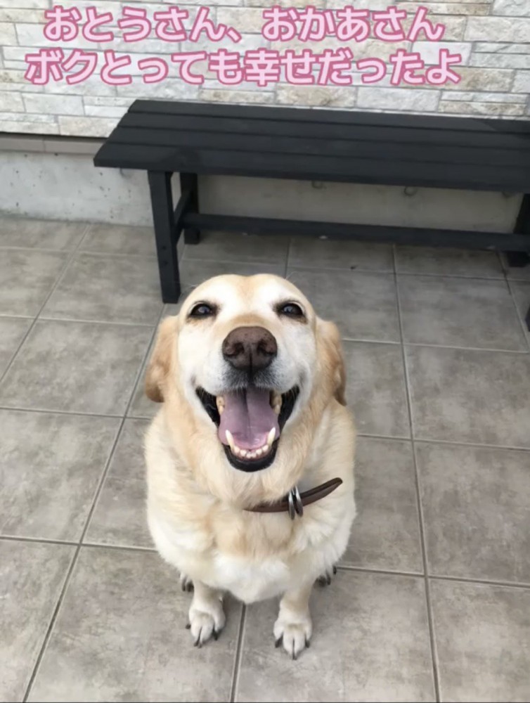 笑顔を見せる犬