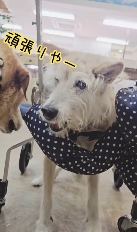 おばあちゃんワンコを車椅子に乗せたら7