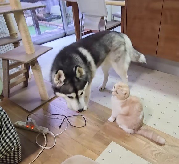 はっちゃんのことが大好き