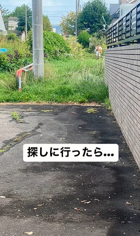 ぶん太くんとパパさんのお散歩