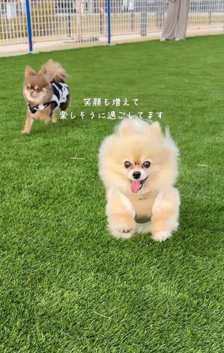 芝生の上を走り回る犬