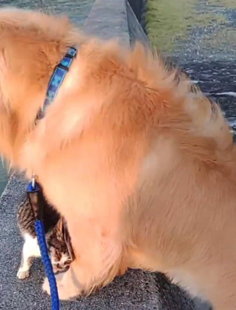 犬に体をすり寄せる猫