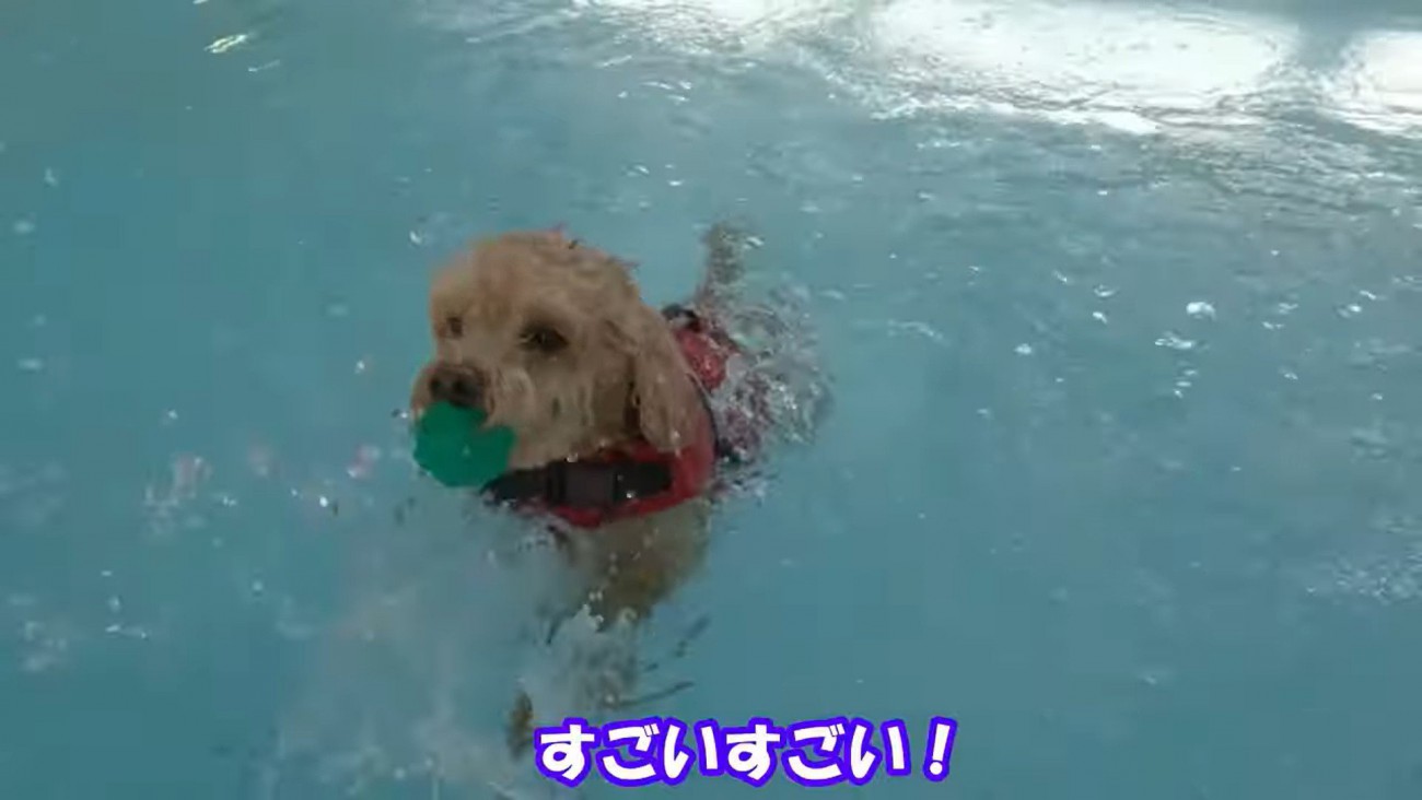 上手に泳いでいます！