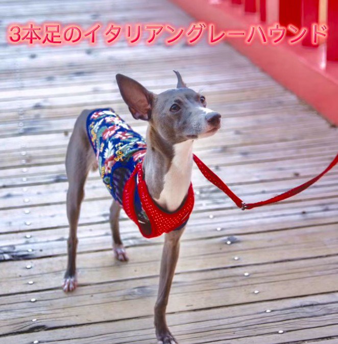 イタグレの銀太くん