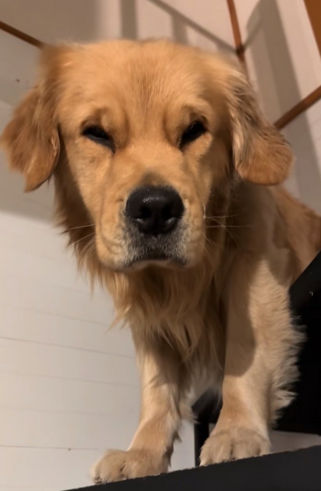 目を開くゴールデンレトリバー