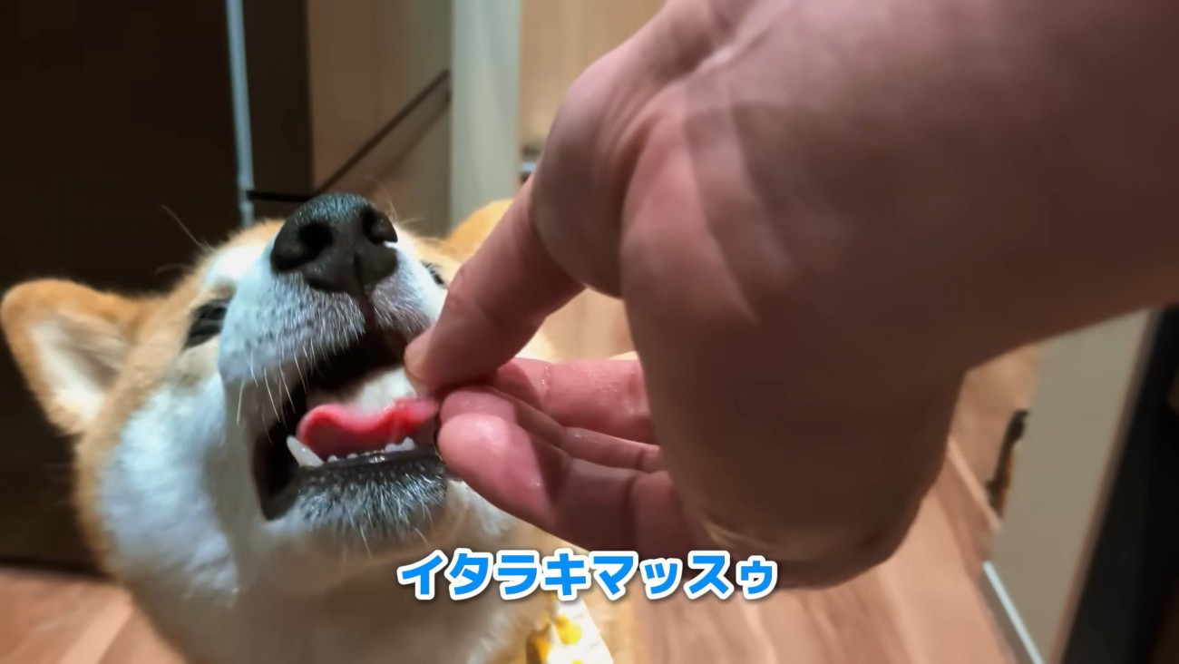 鶏肉をゲット♪