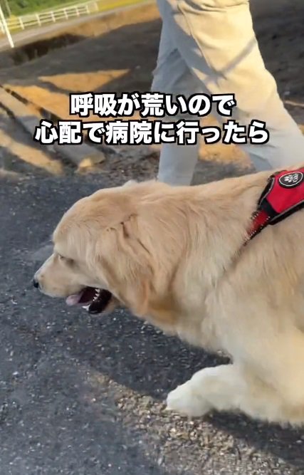 呼吸が荒いちあちゃん3