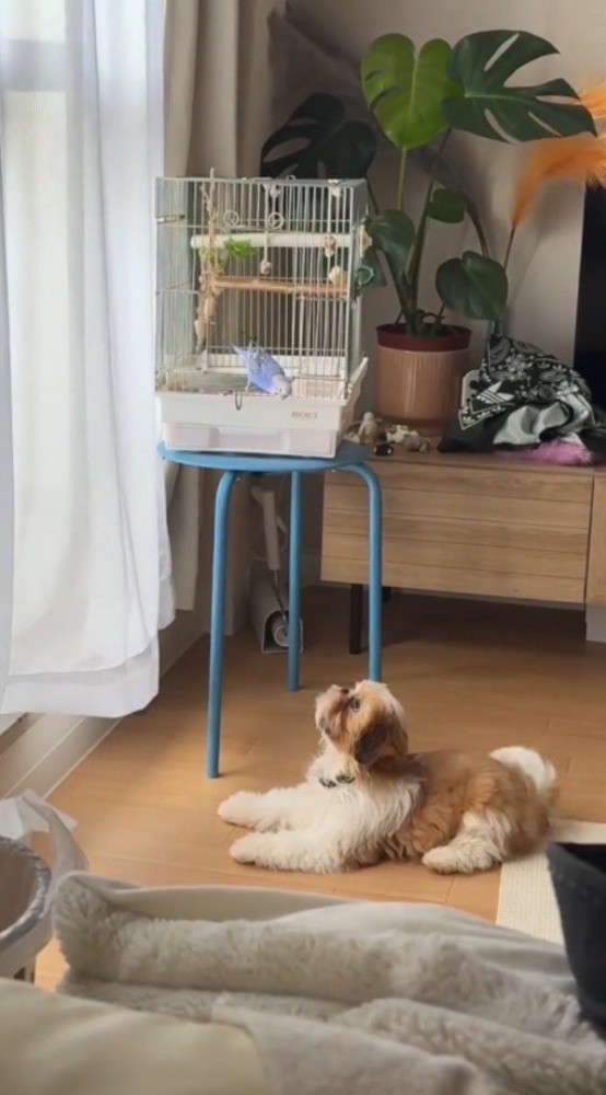 鳥かごに入っているインコを見つめる犬