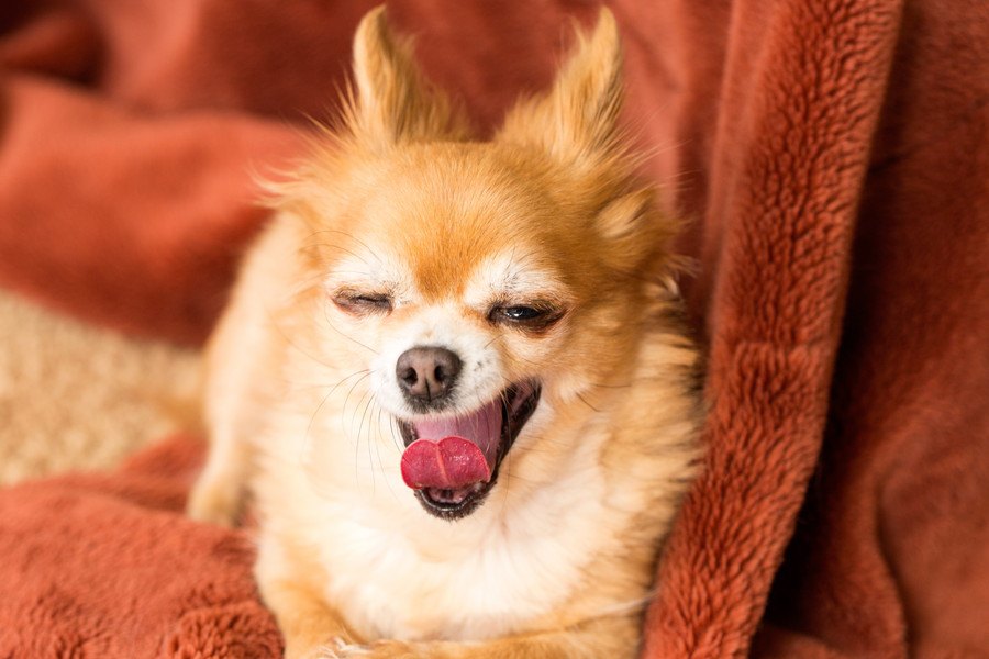 犬が『コタツ好き』な理由3つ | わんちゃんホンポ