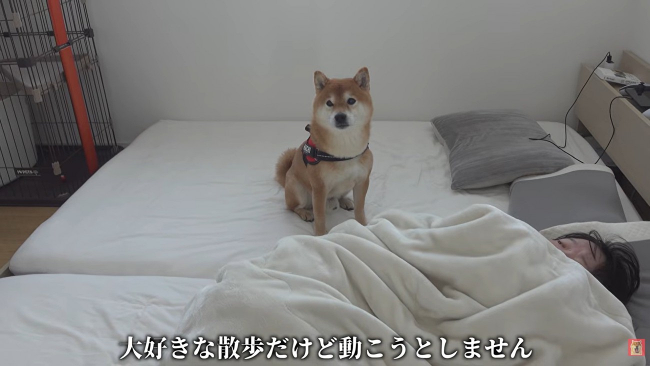 動かないはちくん