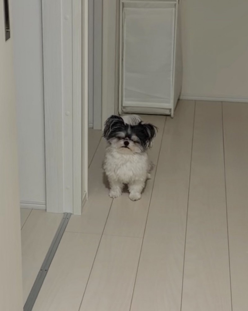 ヨボヨボ