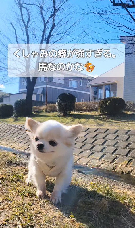 たねちゃんのくしゃみ