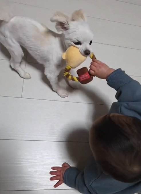 おもちゃを取り合う小型犬と赤ちゃん