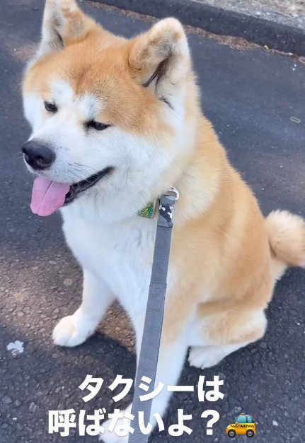 「今日は歩きません」