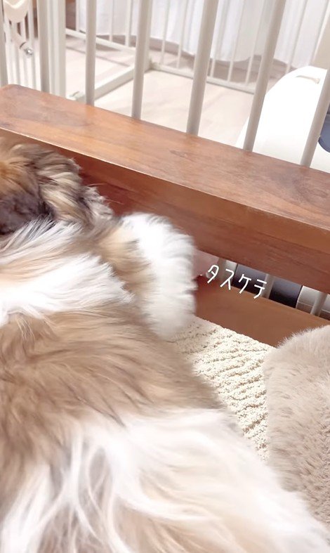 おもちゃが取れないおとちゃん2