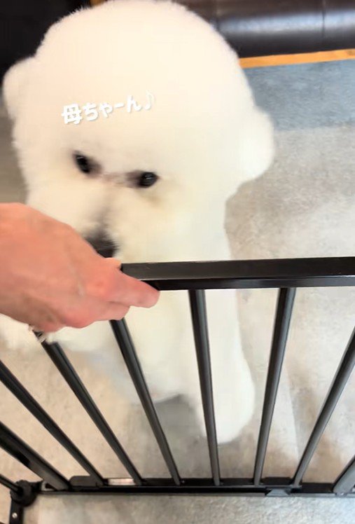 飼い主さんと再会